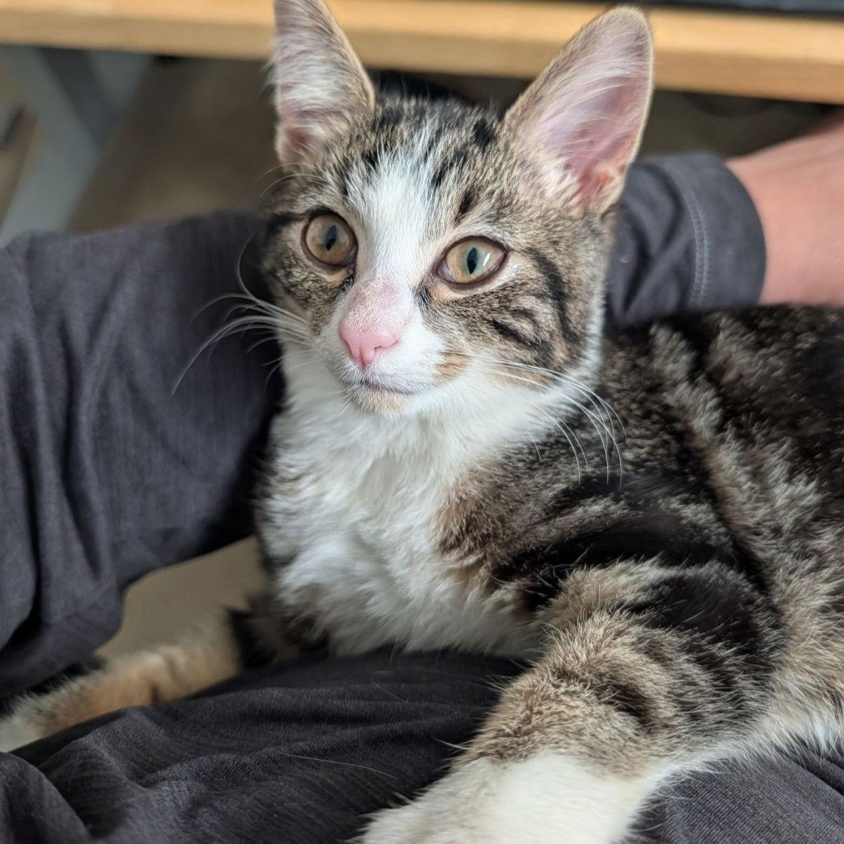 Master Biscuit, a Adoptable Domestic Short Hair in Chicago, IL image 3/3