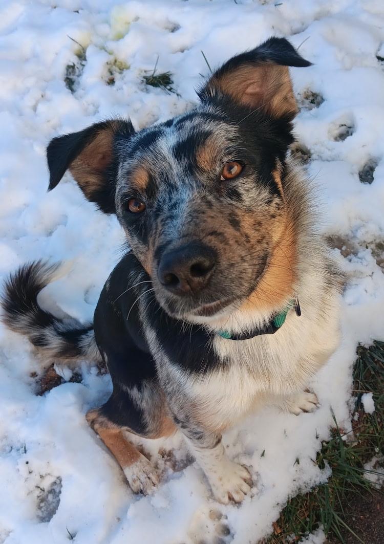Kato, ADOPTABLE, Adult Male Australian Shepherd & Australian Cattle Dog / Blue Heeler.