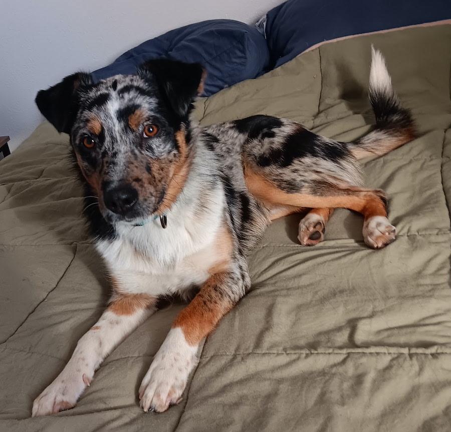 Enlarge Kato, a ADOPTABLE mixed breed in Denver, CO image 2/4