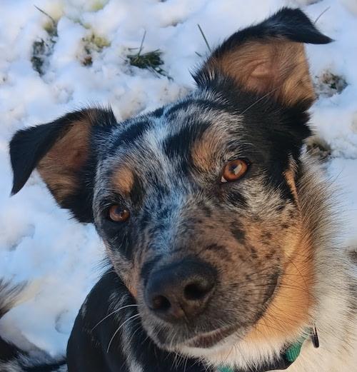 Enlarge Kato, a ADOPTABLE mixed breed in Denver, CO image 3/4