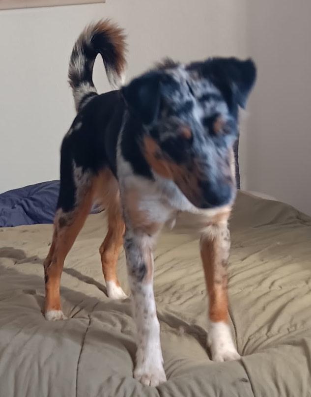 Enlarge Kato, a ADOPTABLE mixed breed in Denver, CO image 4/4