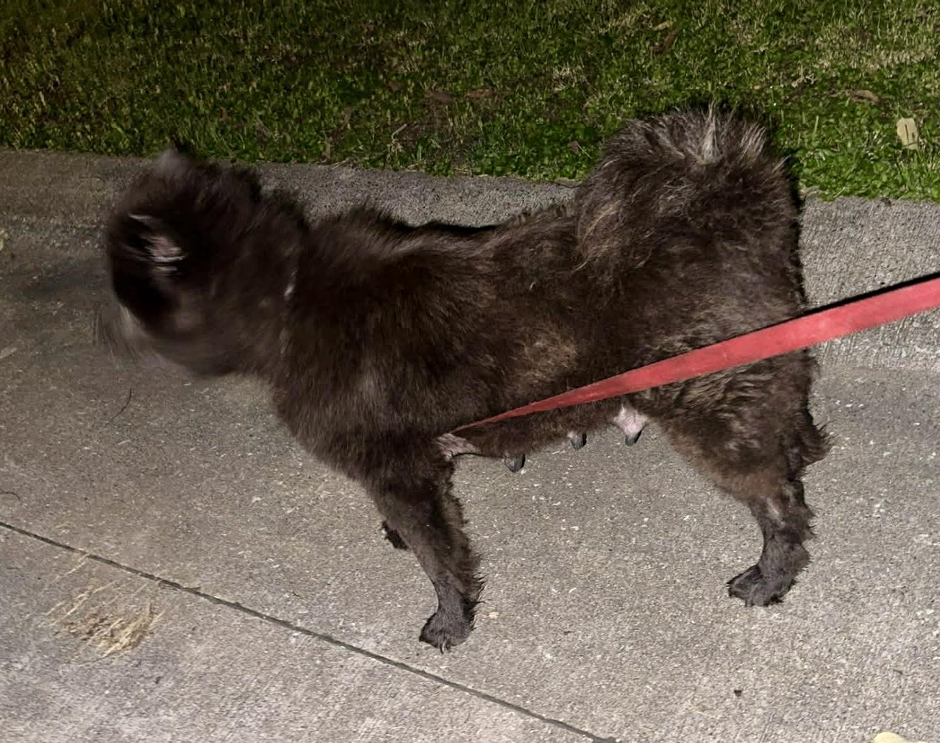 Enlarge Niya, a ADOPTABLE Chow Chow in Saint Louis, MO image 4/4
