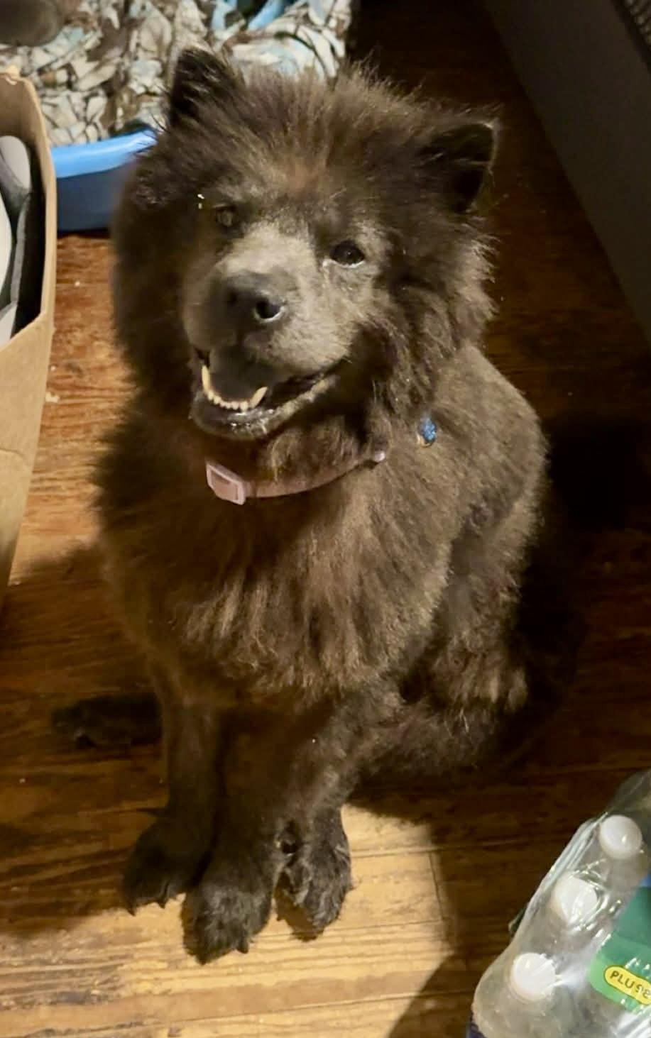 Niya, ADOPTABLE, Adult Female Chow Chow.