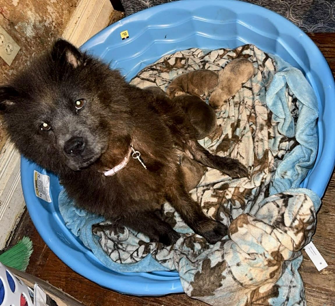 Enlarge Niya, a ADOPTABLE Chow Chow in Saint Louis, MO image 3/4