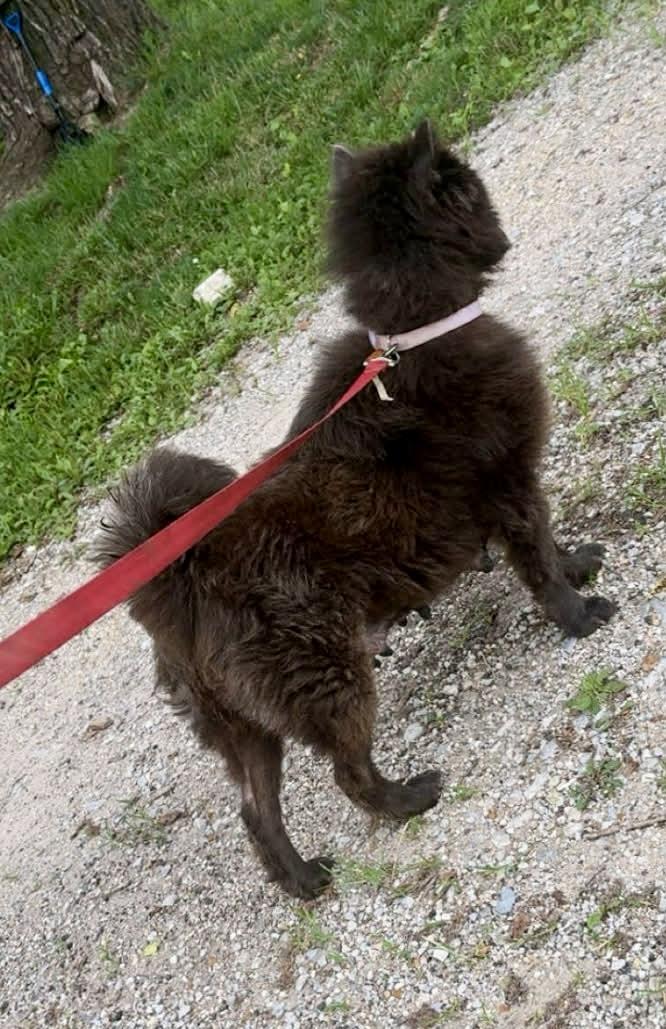 Enlarge Niya, a ADOPTABLE Chow Chow in Saint Louis, MO image 2/4