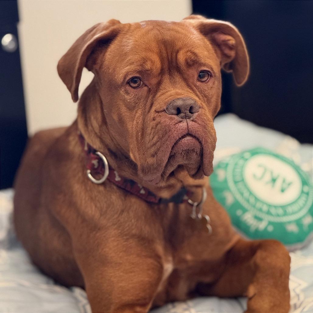 Honey, Adoptable, Adult Female Mastiff.