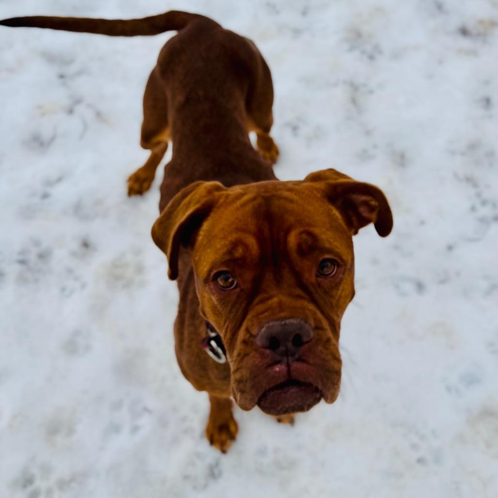Enlarge Honey, a Adoptable Mastiff in Glenwood Springs, CO image 2/6