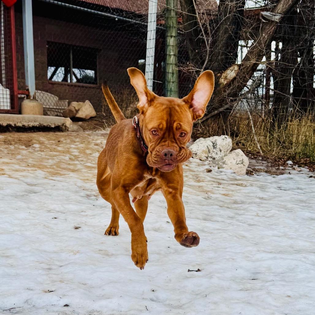 Enlarge Honey, a Adoptable Mastiff in Glenwood Springs, CO image 3/6