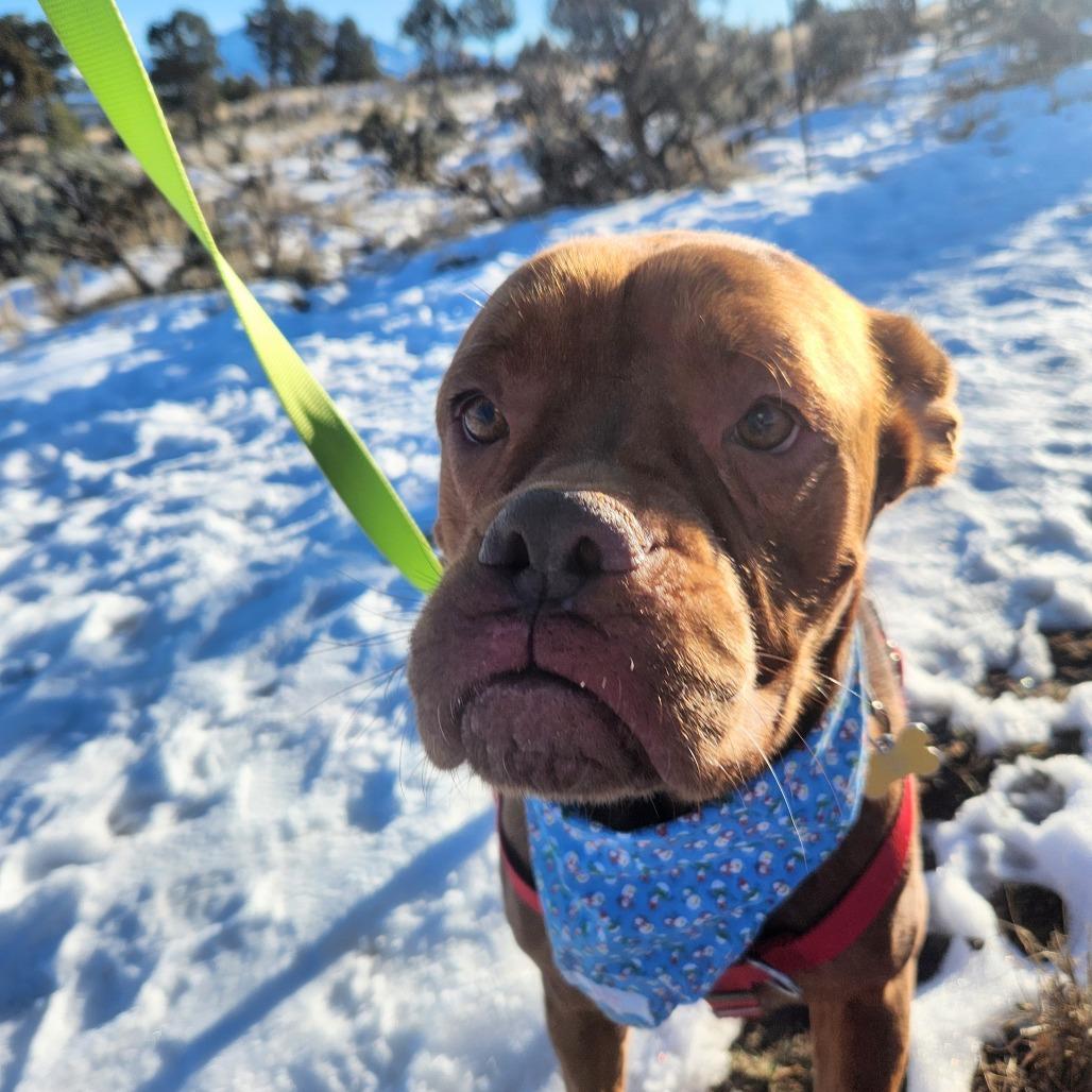 Enlarge Honey, a Adoptable Mastiff in Glenwood Springs, CO image 5/6