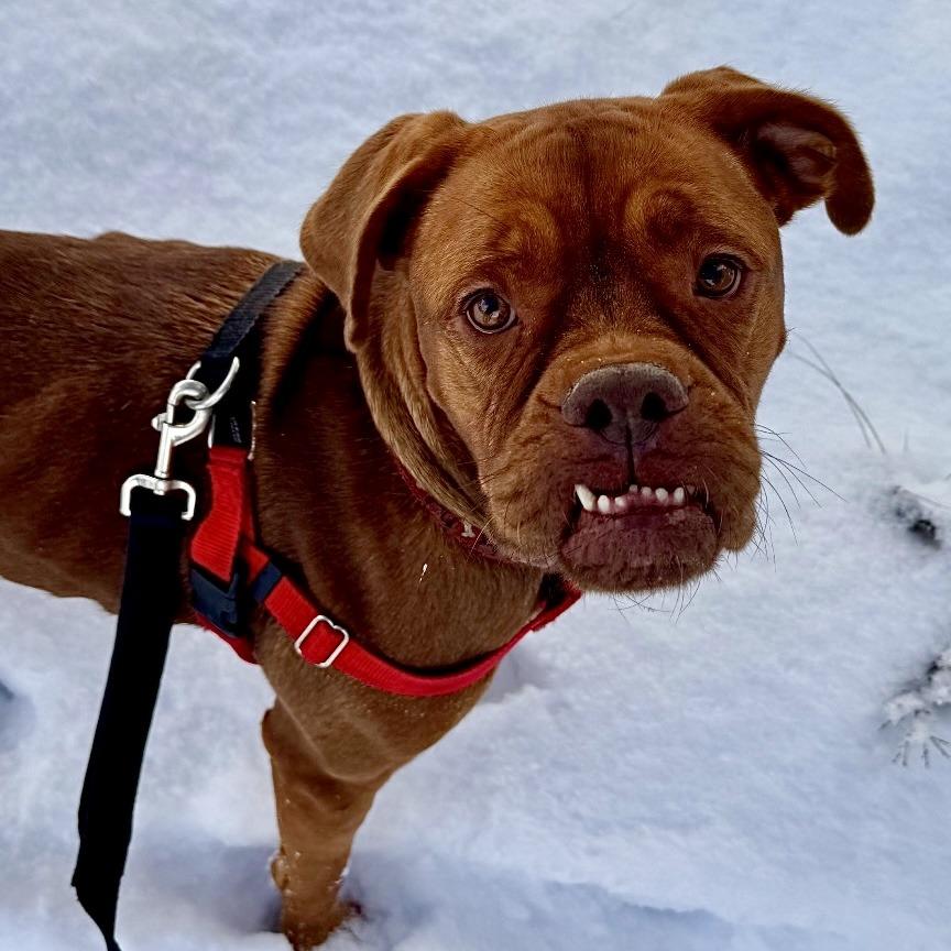 Enlarge Honey, a Adoptable Mastiff in Glenwood Springs, CO image 6/6