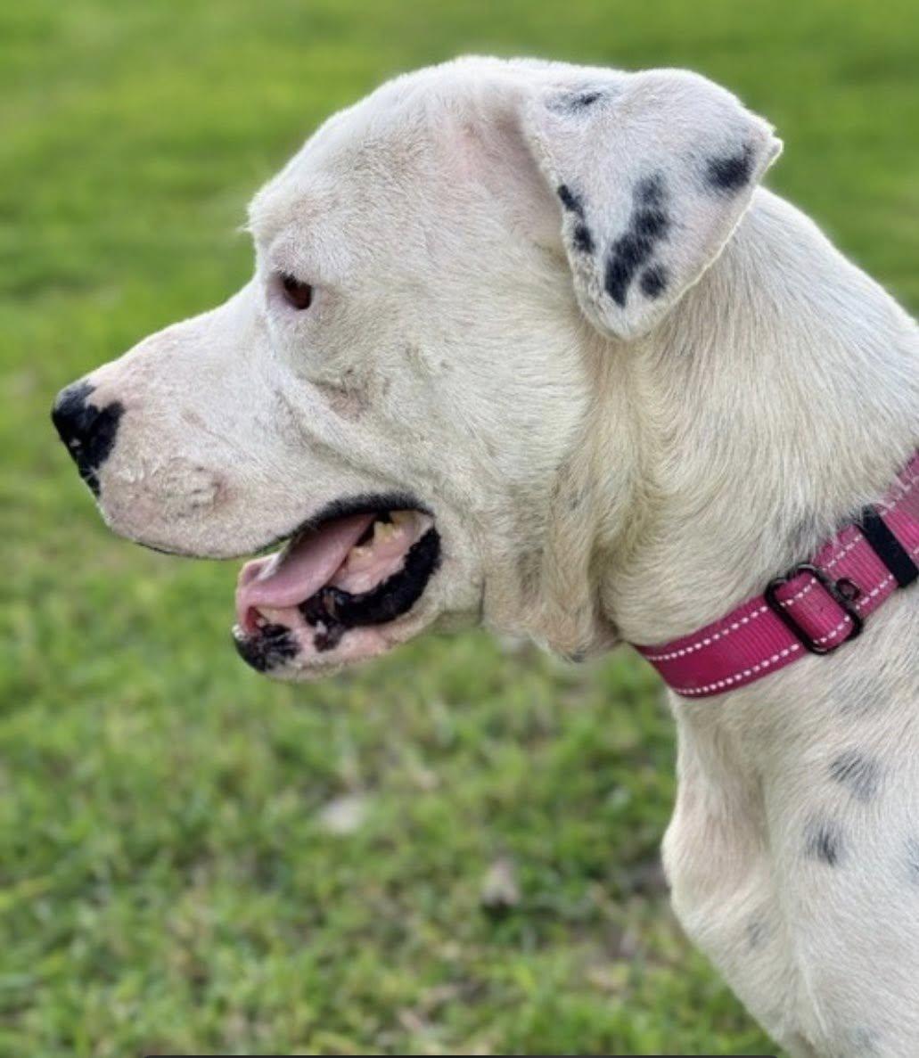 ARLO (FOSTER OR FOSTER TO ADOPT NEEDED), a ADOPTABLE mixed breed in Ajax, ON image 4/4