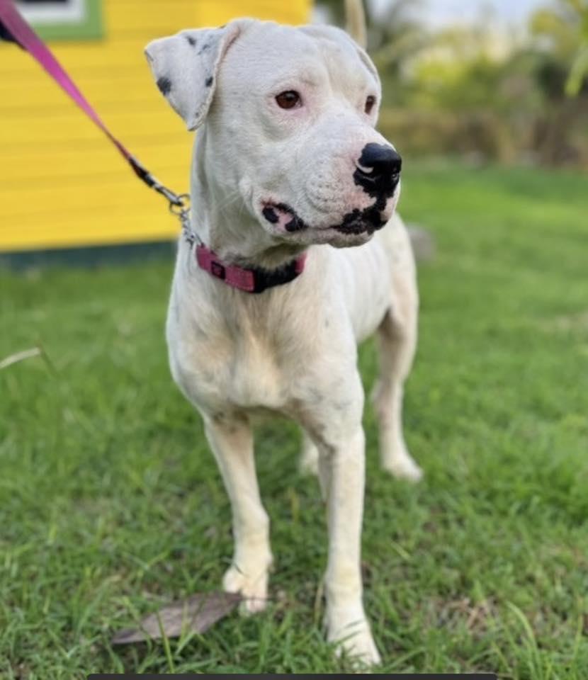 ARLO (FOSTER OR FOSTER TO ADOPT NEEDED), a ADOPTABLE mixed breed in Ajax, ON image 3/4