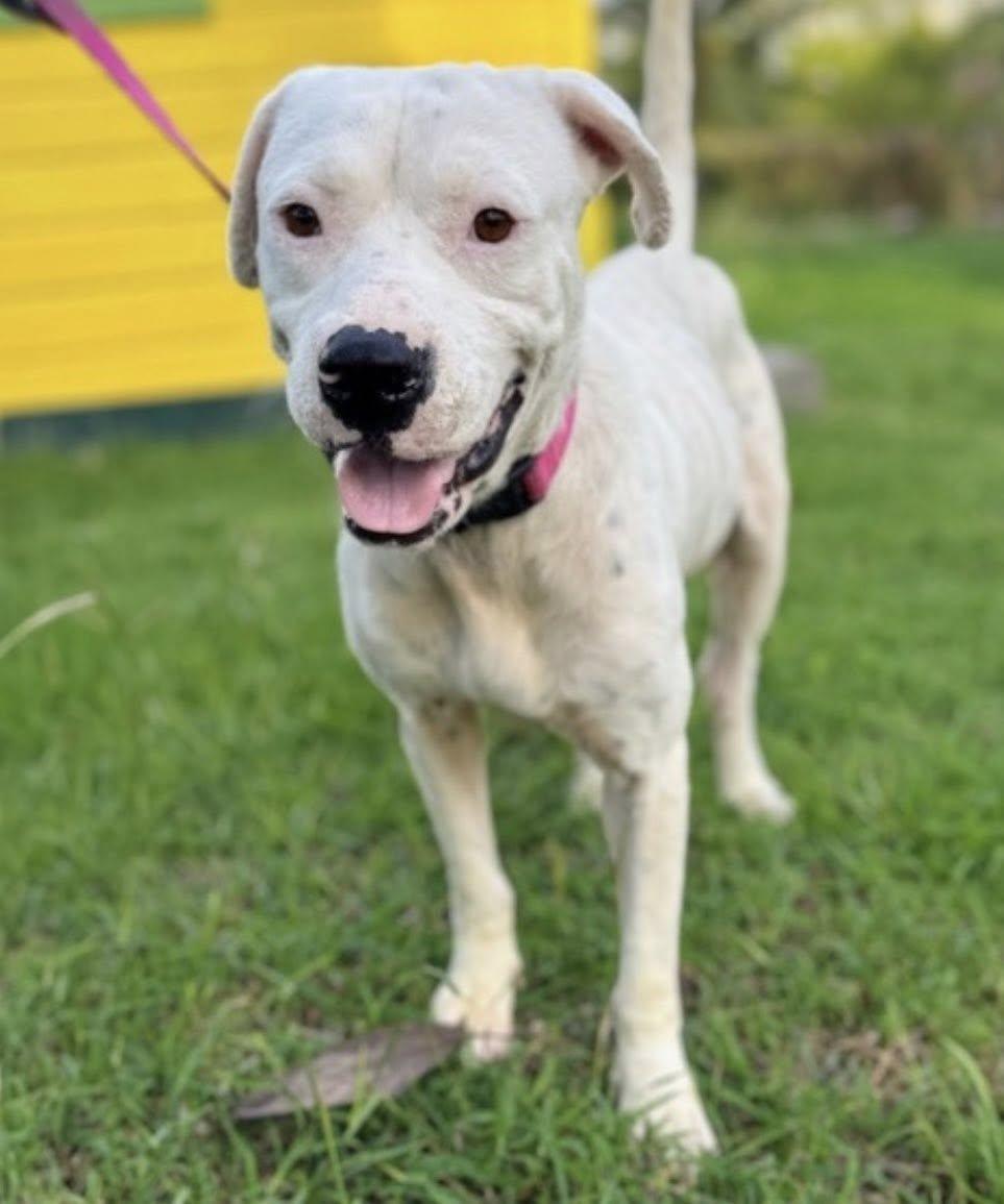 ARLO (FOSTER OR FOSTER TO ADOPT NEEDED), a ADOPTABLE mixed breed in Ajax, ON image 2/4