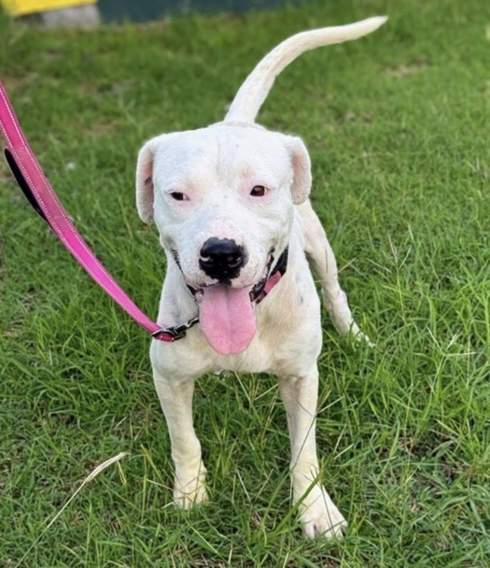 ARLO (FOSTER OR FOSTER TO ADOPT NEEDED), ADOPTABLE, Young Male Mixed Breed.