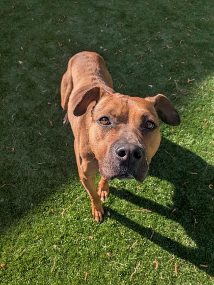 Morning Glory, Adoptable, Adult Female Mixed Breed & Mixed Breed.