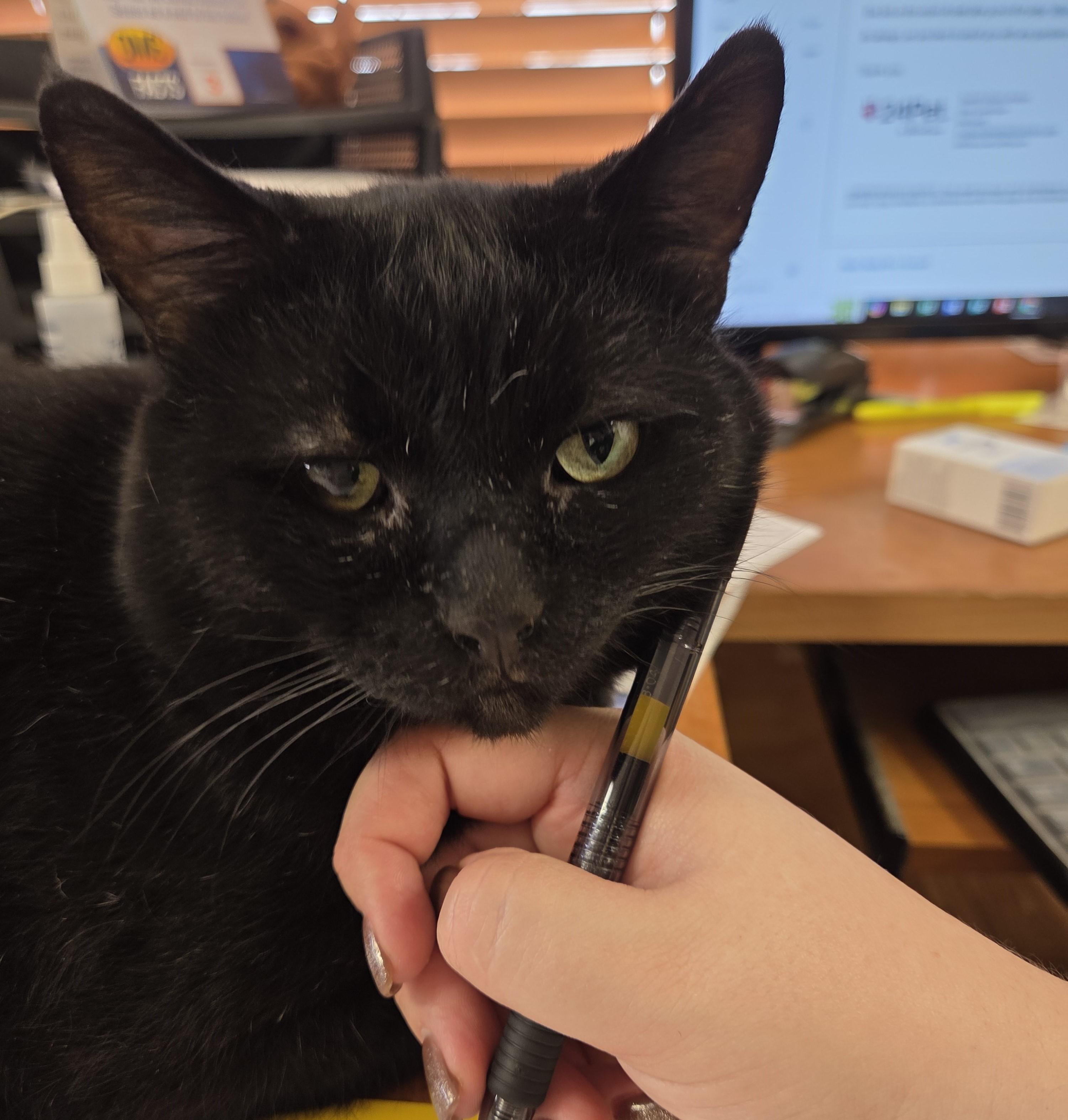 Patrick (FIV Positive), Adoptable, Adult Male Domestic Short Hair.