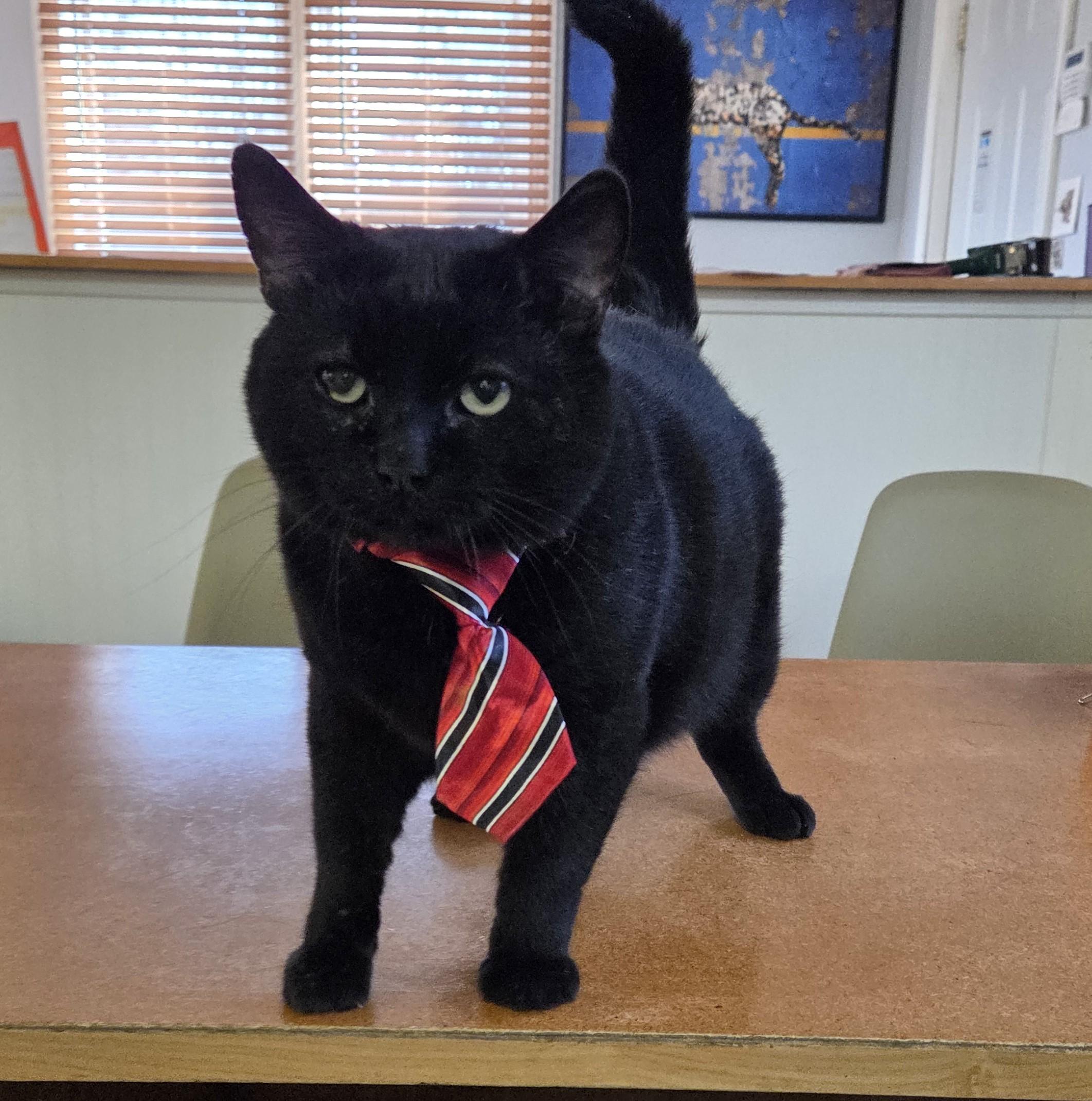 Patrick (FIV Positive), a Adoptable mixed breed in Carsonville, MI image 4/6