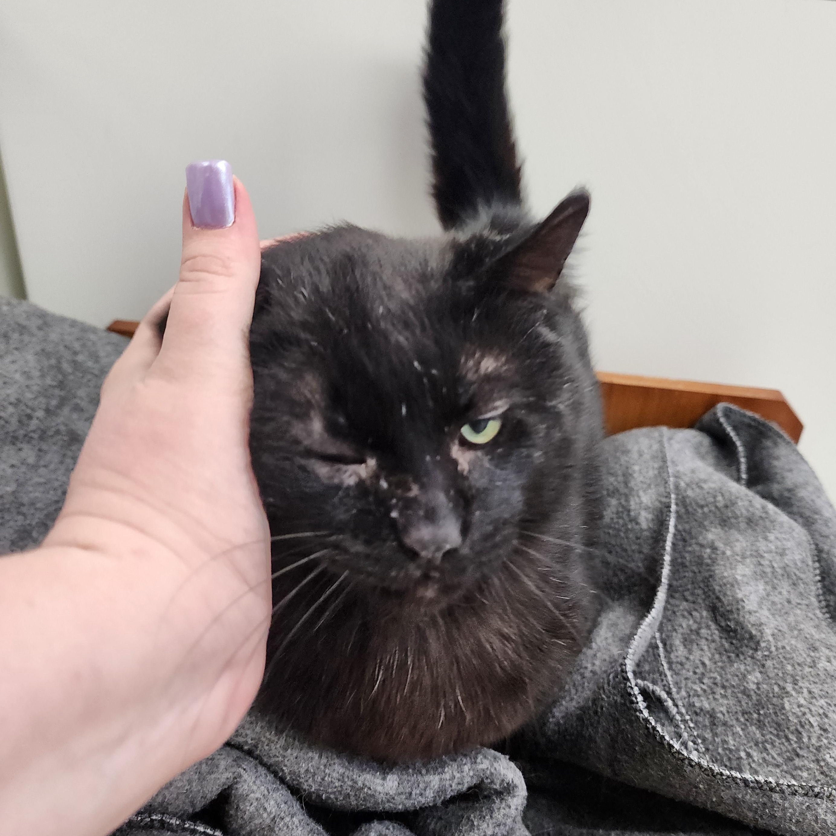 Patrick (FIV Positive)