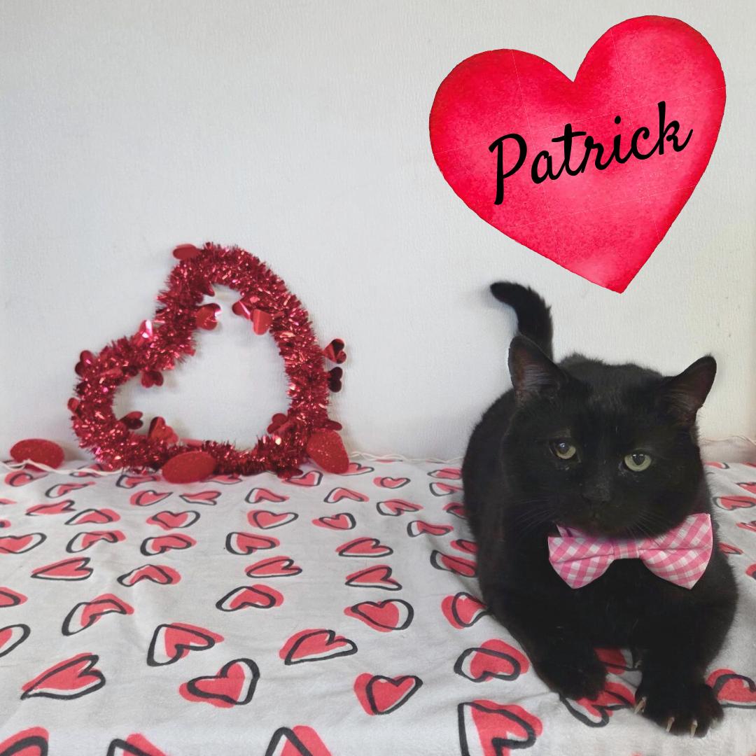 Enlarge Patrick (FIV Positive), a Adoptable mixed breed in Carsonville, MI image 2/6