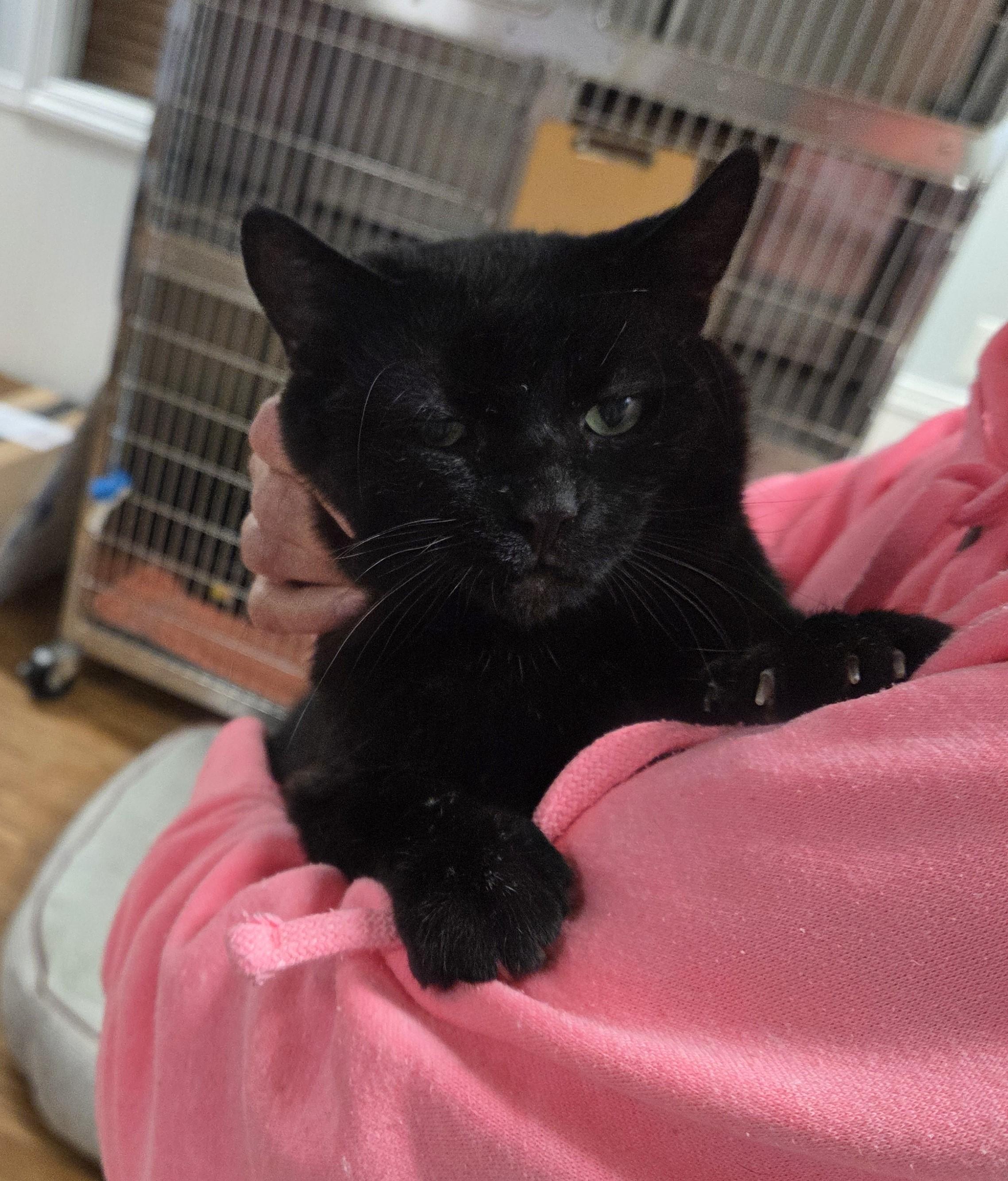 Enlarge Patrick (FIV Positive), a Adoptable mixed breed in Carsonville, MI image 4/6