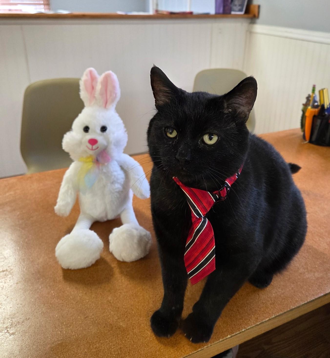 Enlarge Patrick (FIV Positive), a Adoptable mixed breed in Carsonville, MI image 6/6