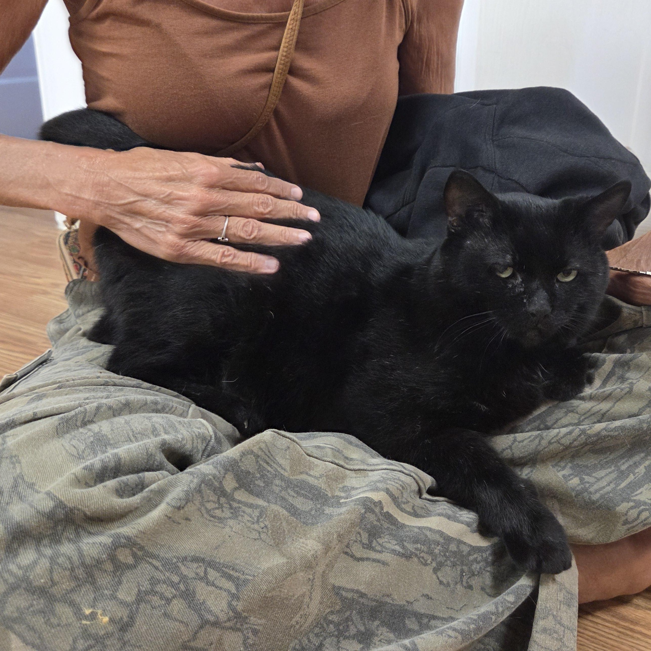 Enlarge Patrick (FIV Positive), a Adoptable mixed breed in Carsonville, MI image 3/6