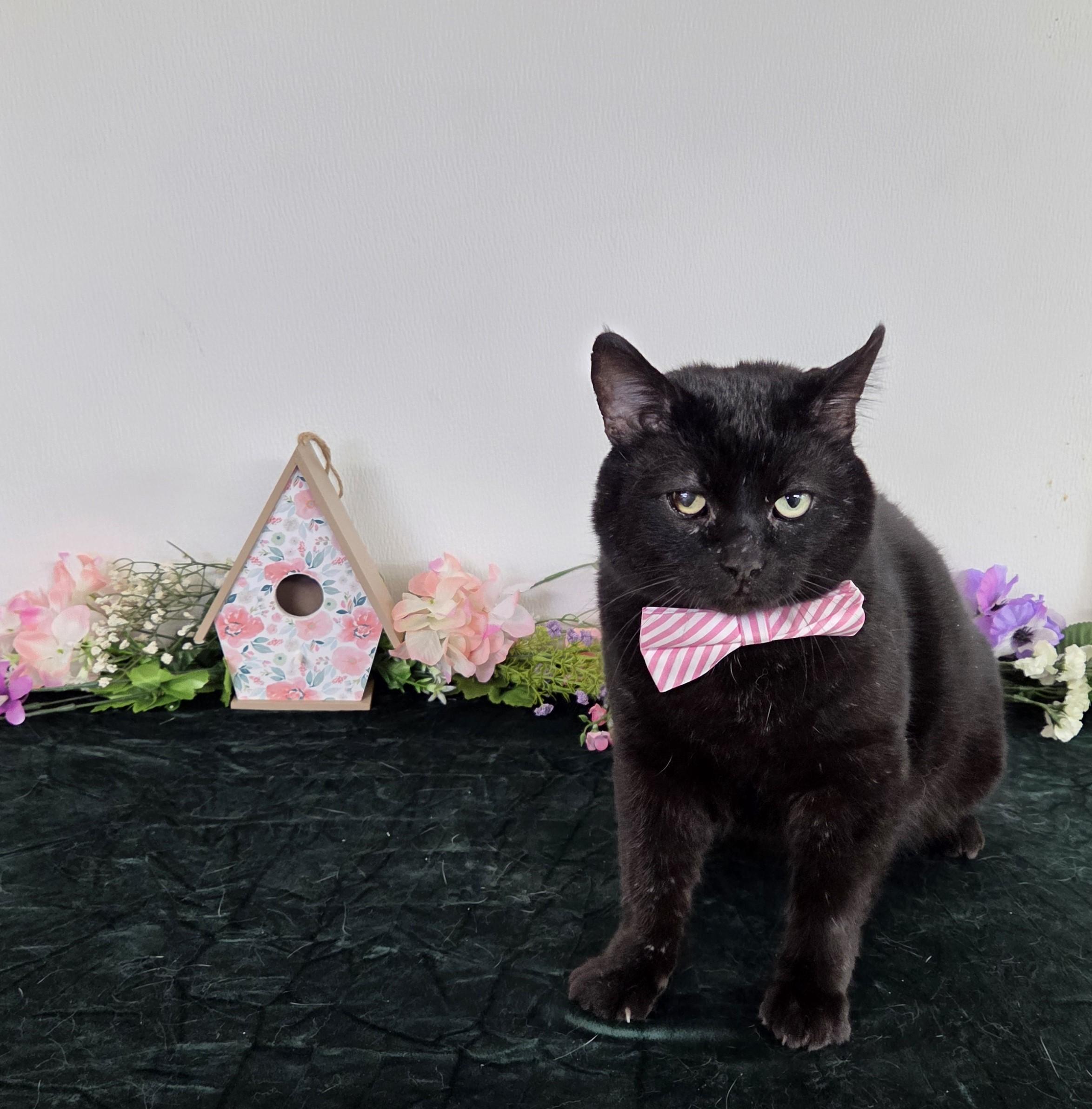 Enlarge Patrick (FIV Positive), a Adoptable mixed breed in Carsonville, MI image 1/6