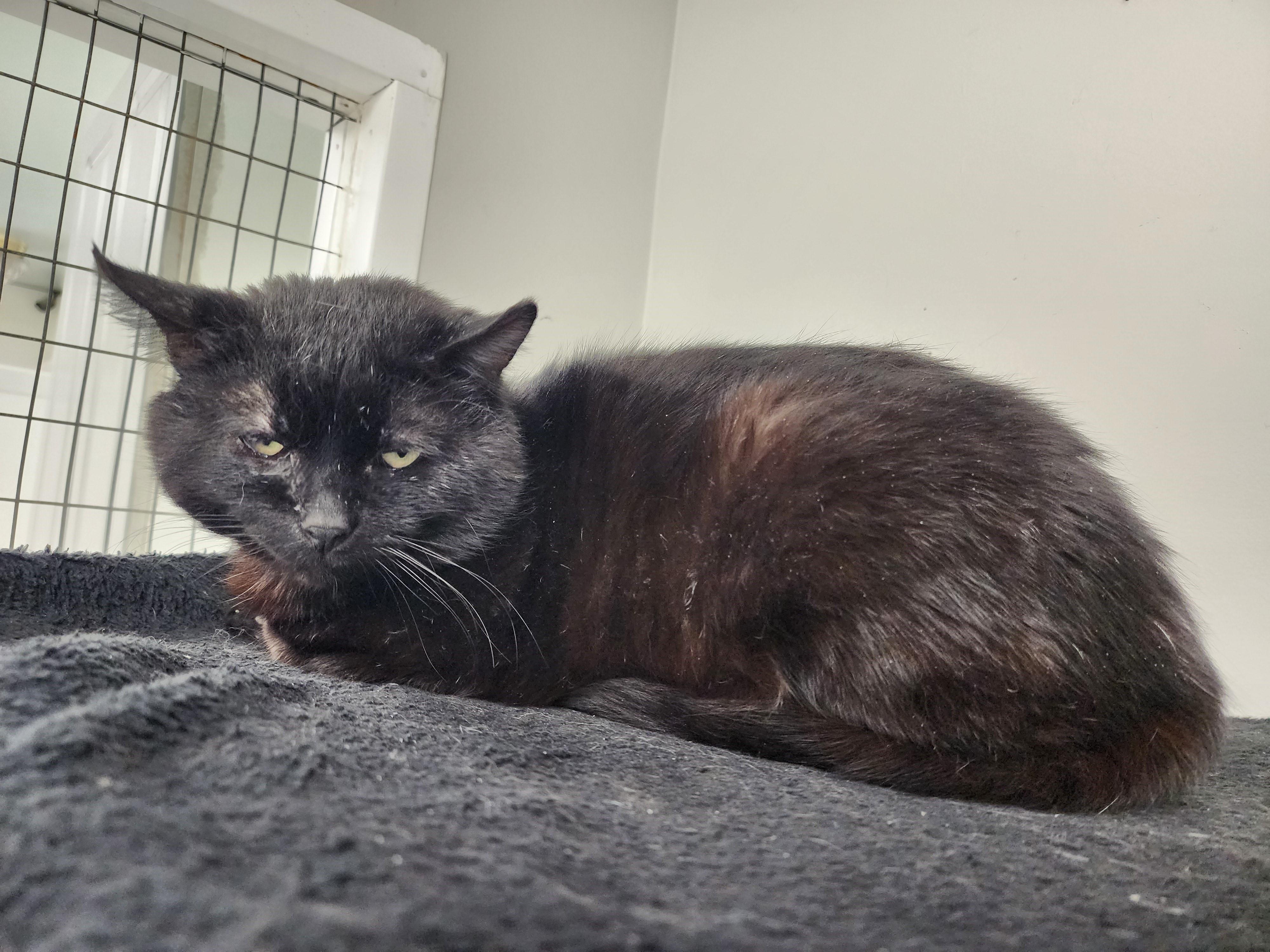 Patrick (FIV Positive)