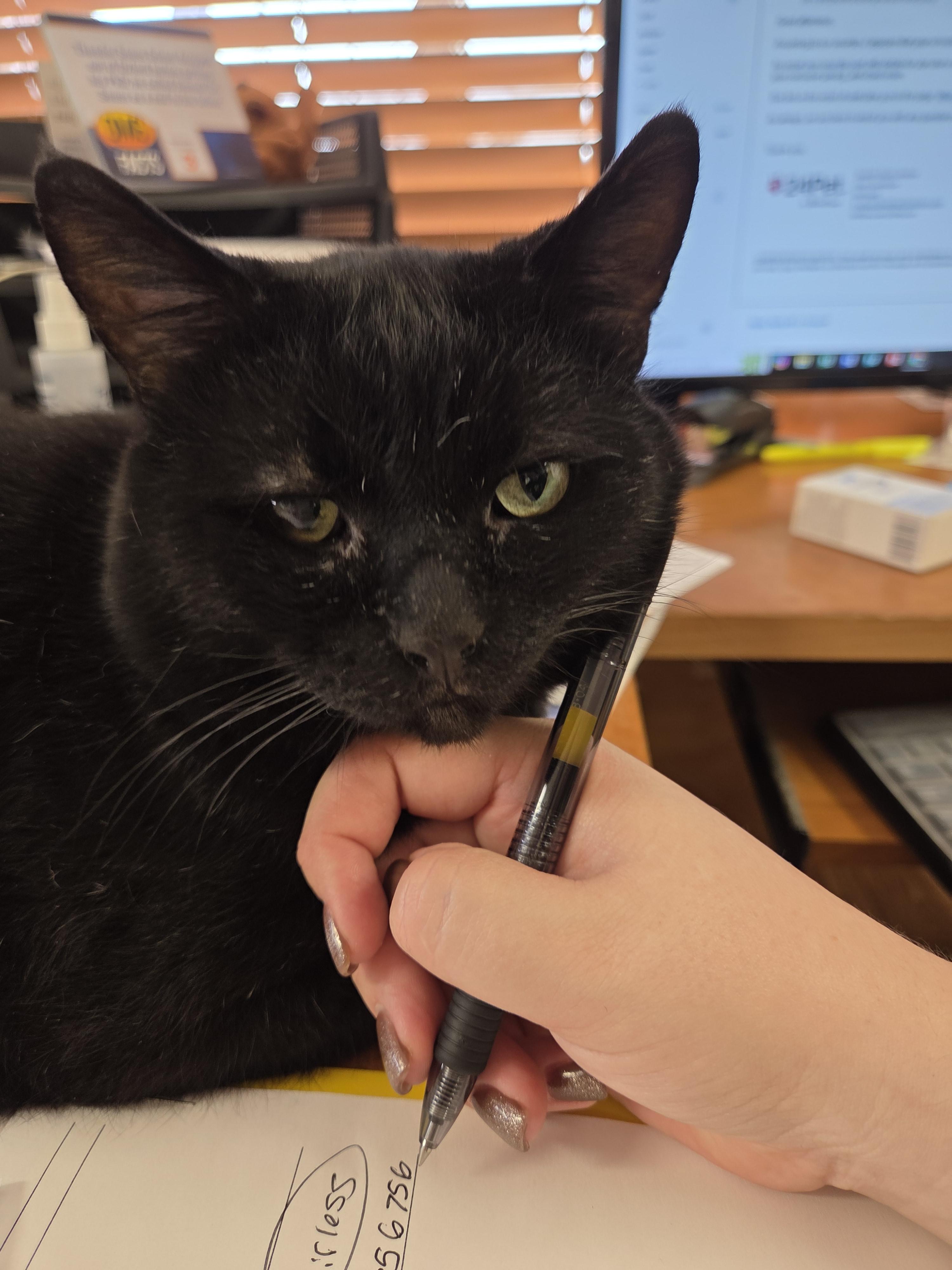 Patrick (FIV Positive)
