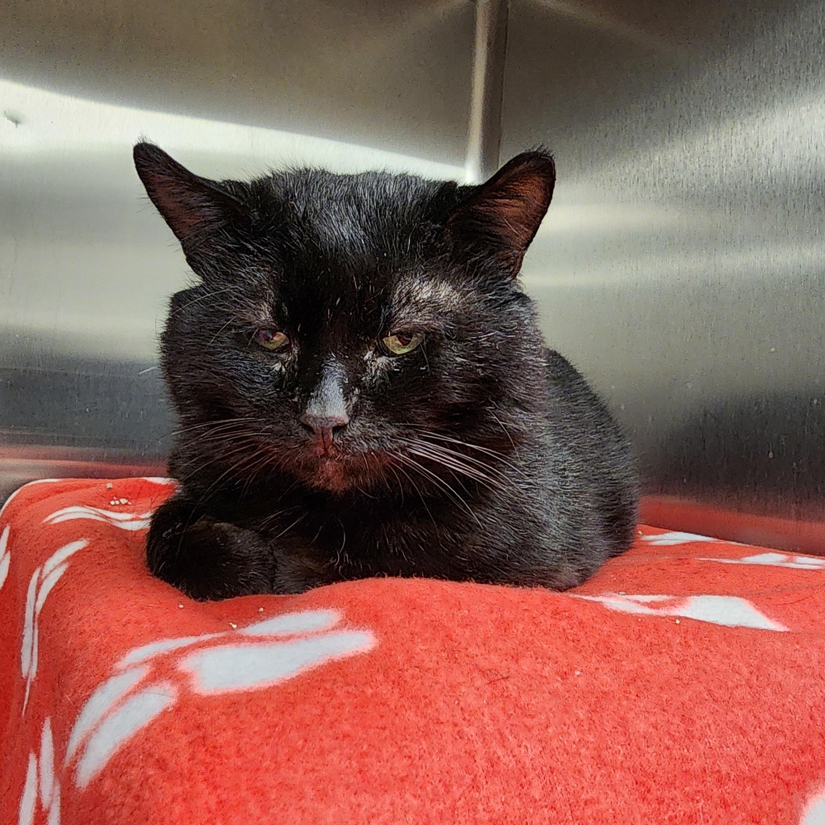 Patrick (FIV Positive)