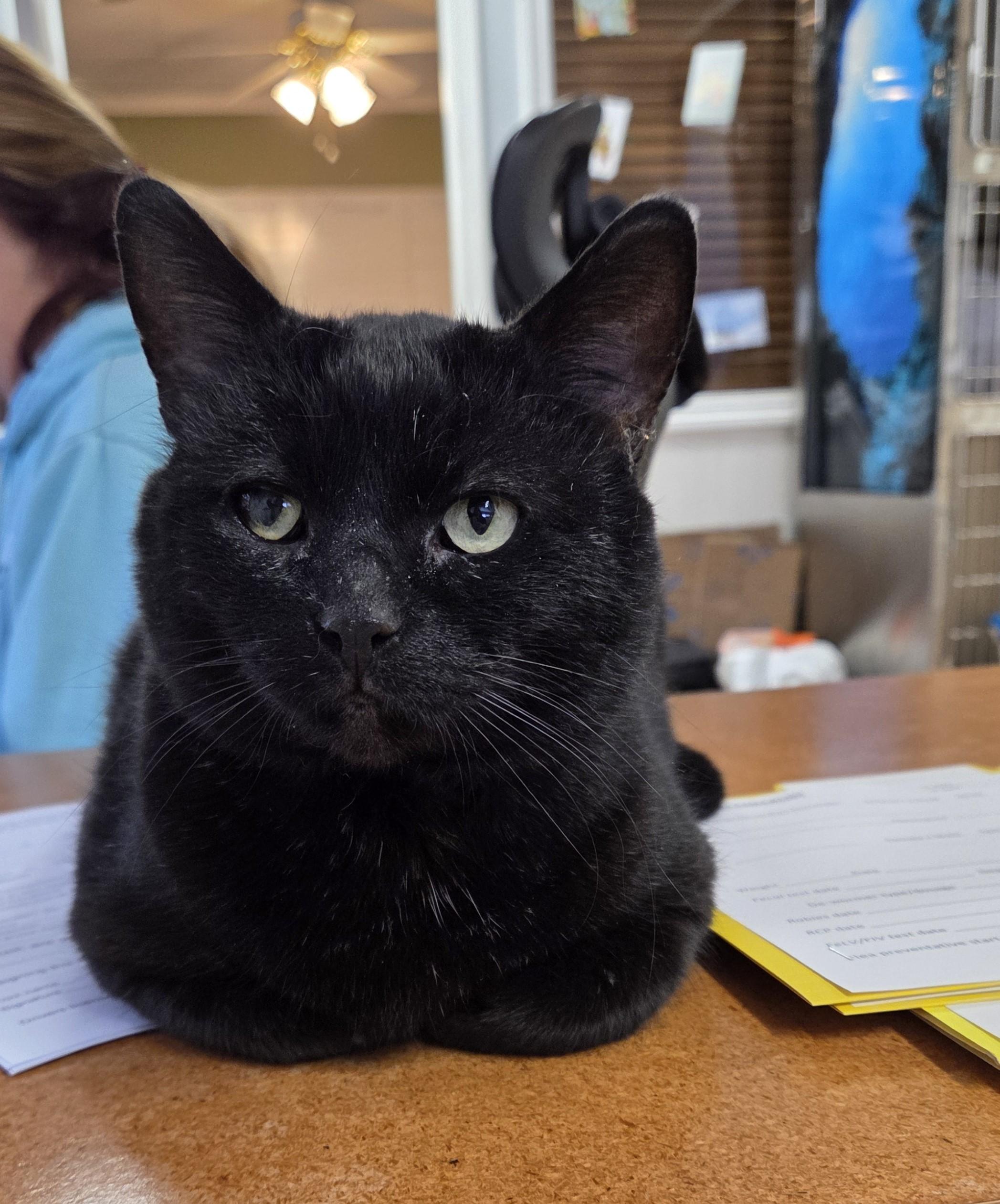 Patrick (FIV Positive), Adoptable, Adult Male Domestic Short Hair.