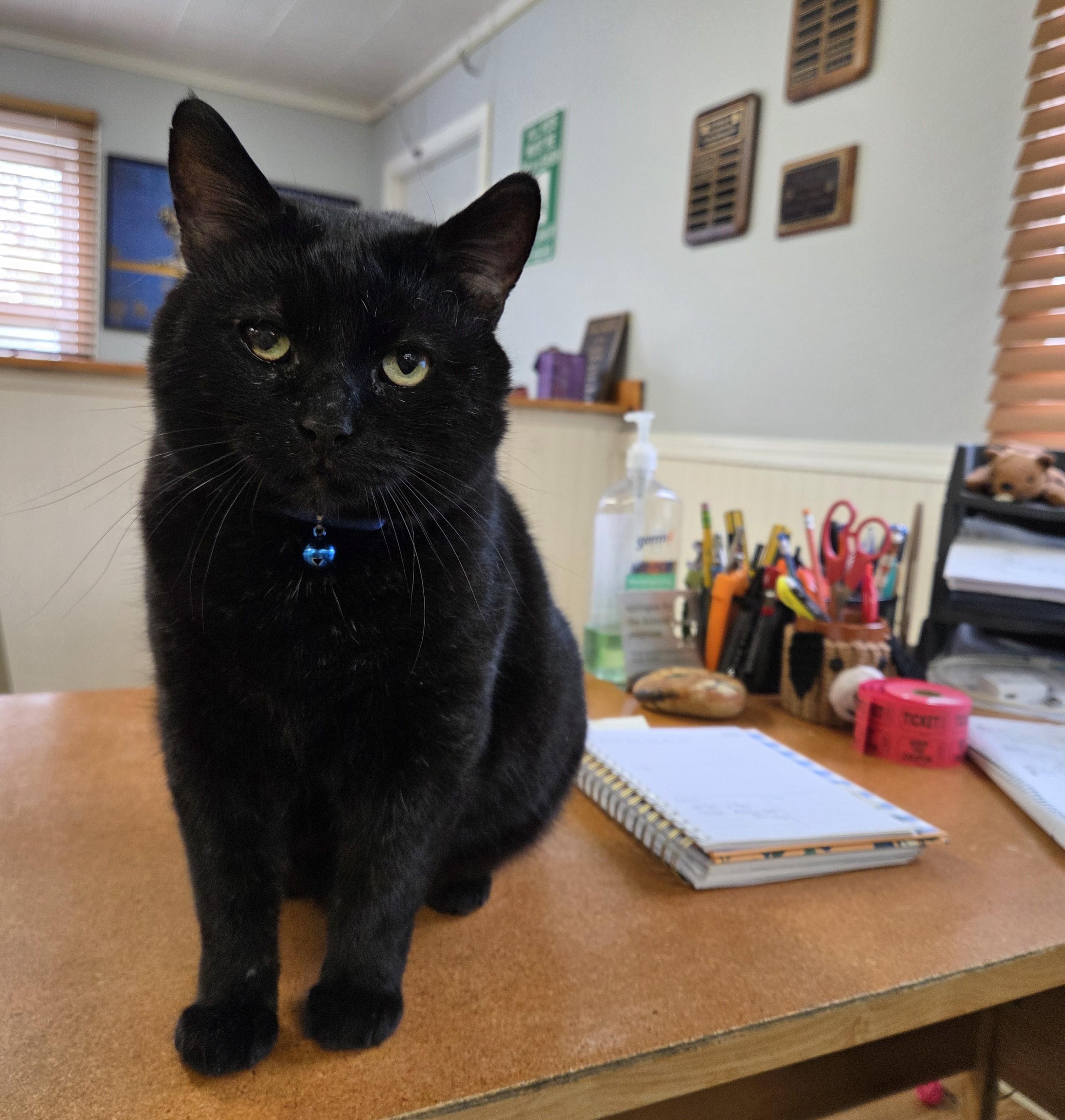 Patrick (FIV Positive), a Adoptable mixed breed in Carsonville, MI image 6/6