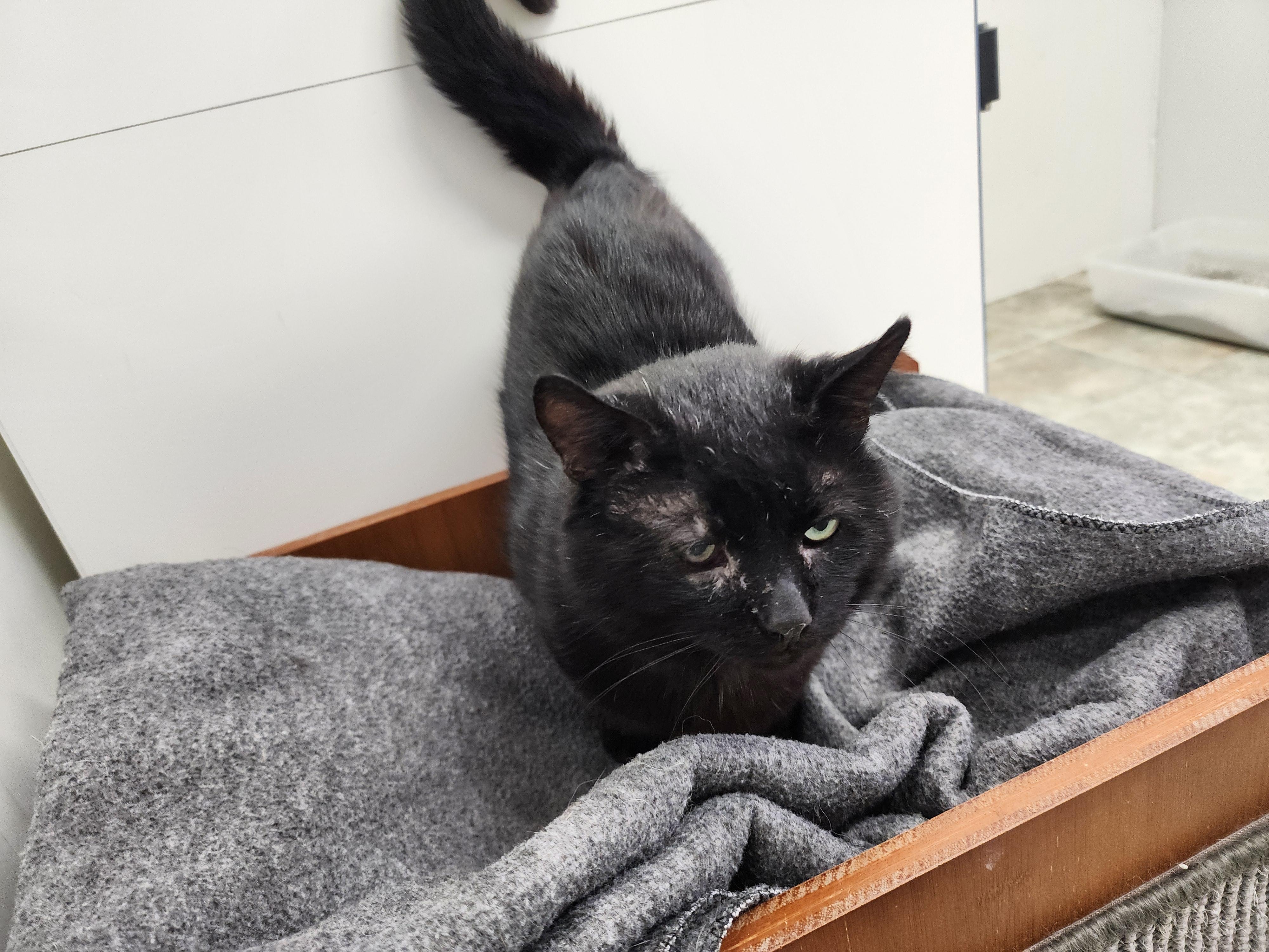 Patrick (FIV Positive)