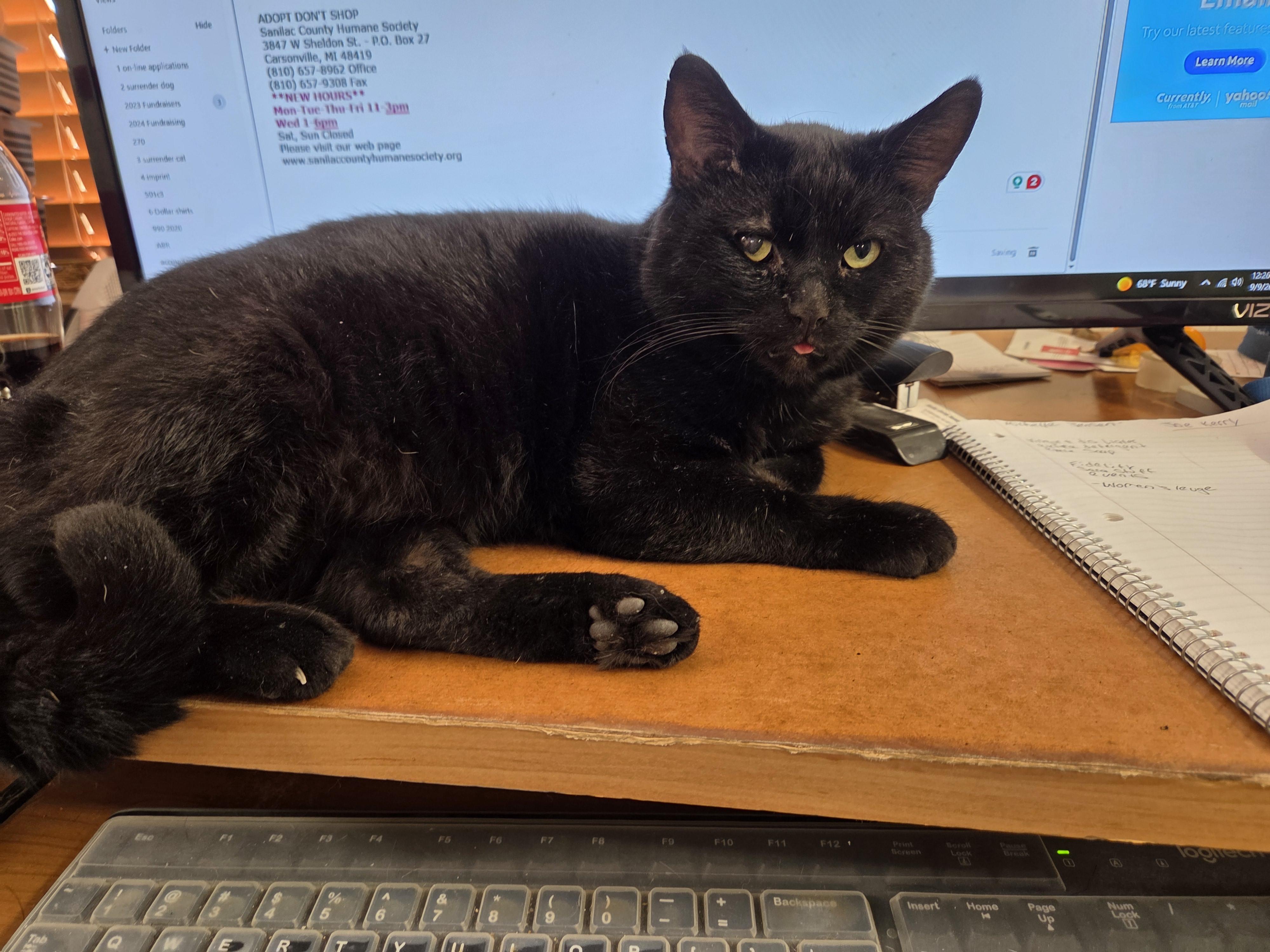 Patrick (FIV Positive)