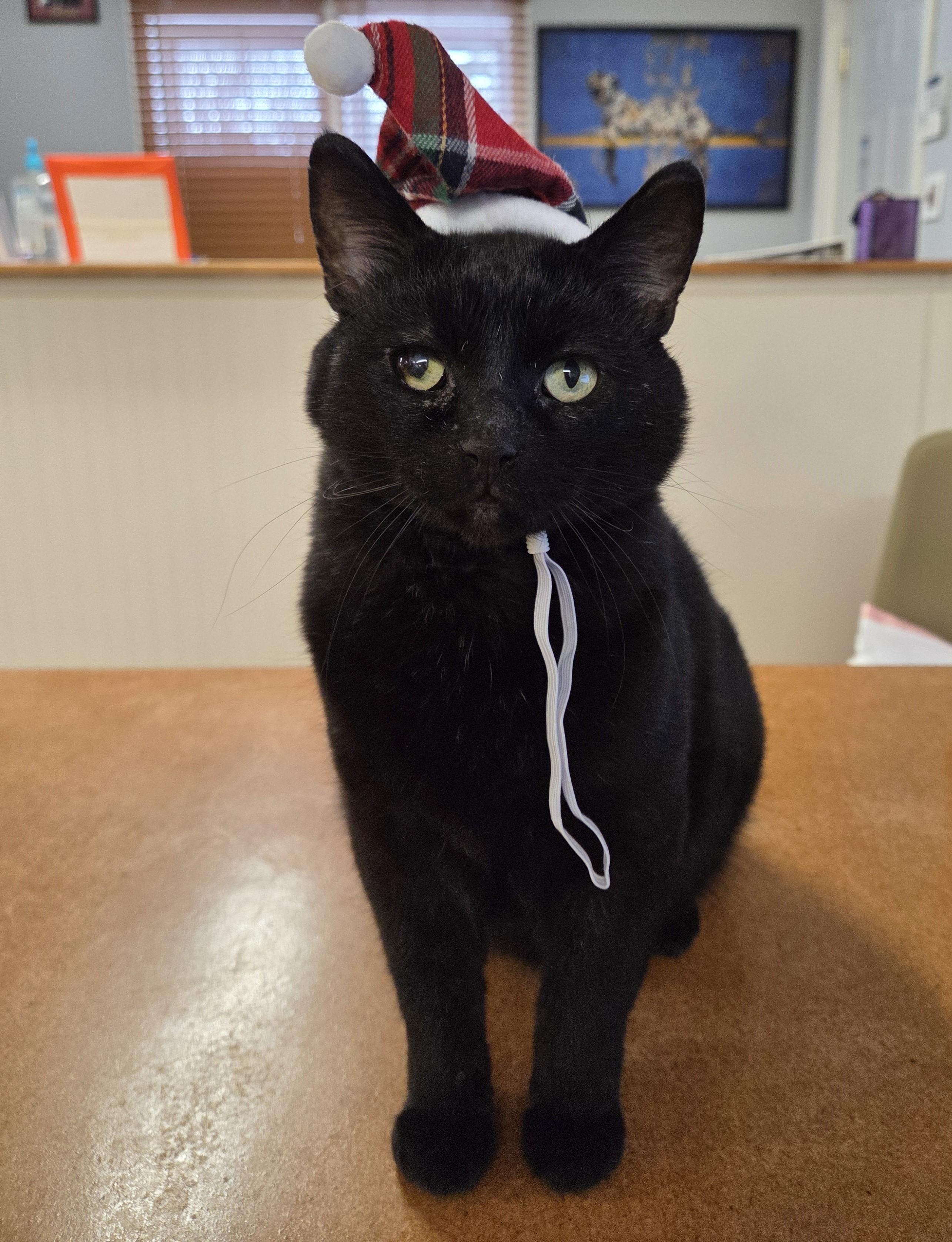 Enlarge Patrick (FIV Positive), a Adoptable mixed breed in Carsonville, MI image 2/6