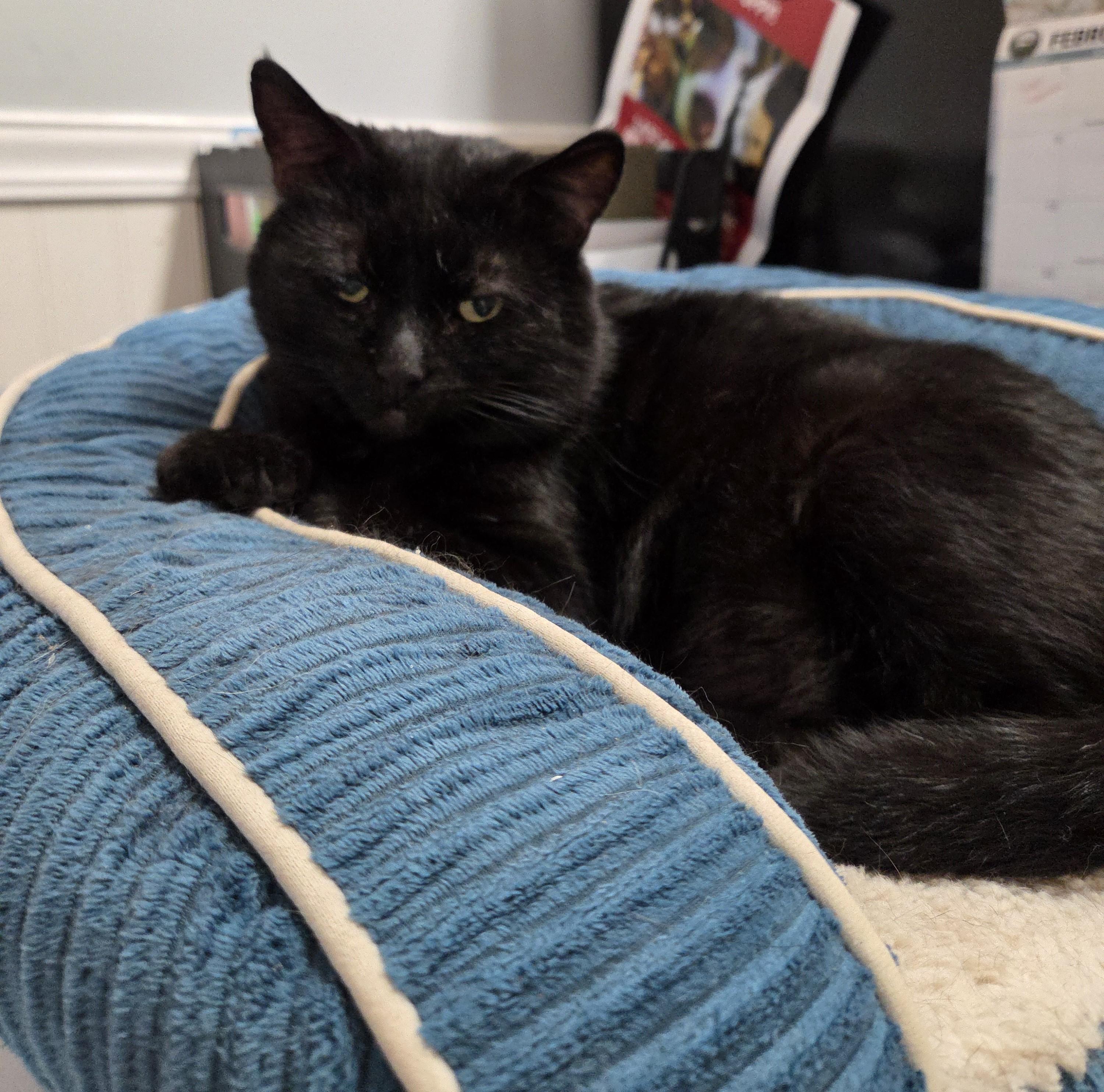 Enlarge Patrick (FIV Positive), a Adoptable mixed breed in Carsonville, MI image 1/6