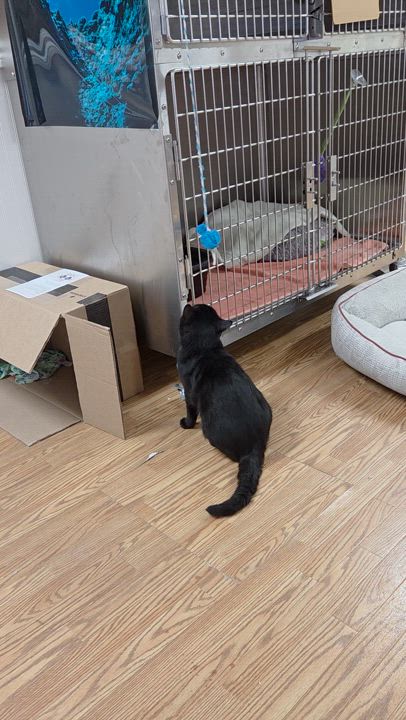 Enlarge Patrick (FIV Positive), a Adoptable mixed breed in Carsonville, MI video 6/6