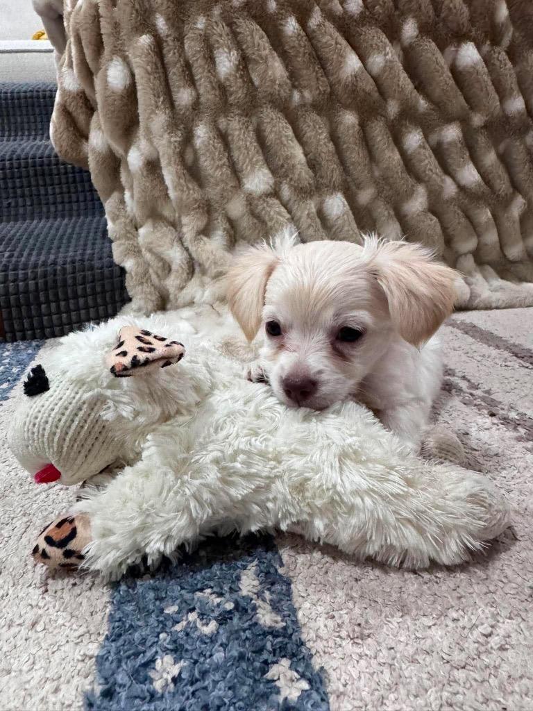 Blanche, a Adoptable mixed breed in Bryan, TX image 2/5