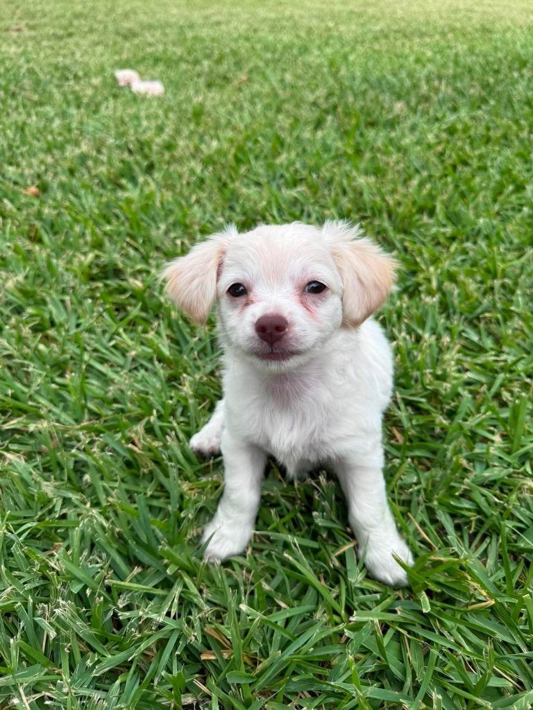 Blanche, a Adoptable mixed breed in Bryan, TX image 4/5