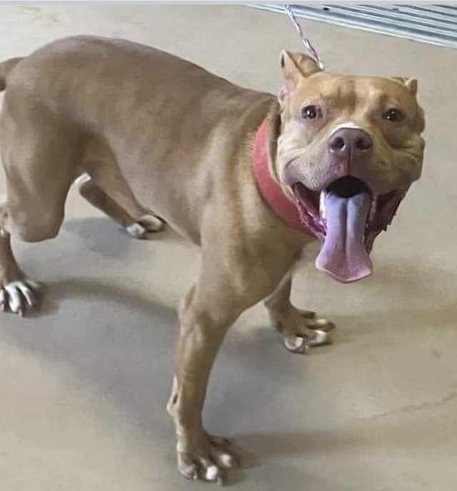 Huncho, a Adoptable mixed breed in Charlotte, NC image 1/4