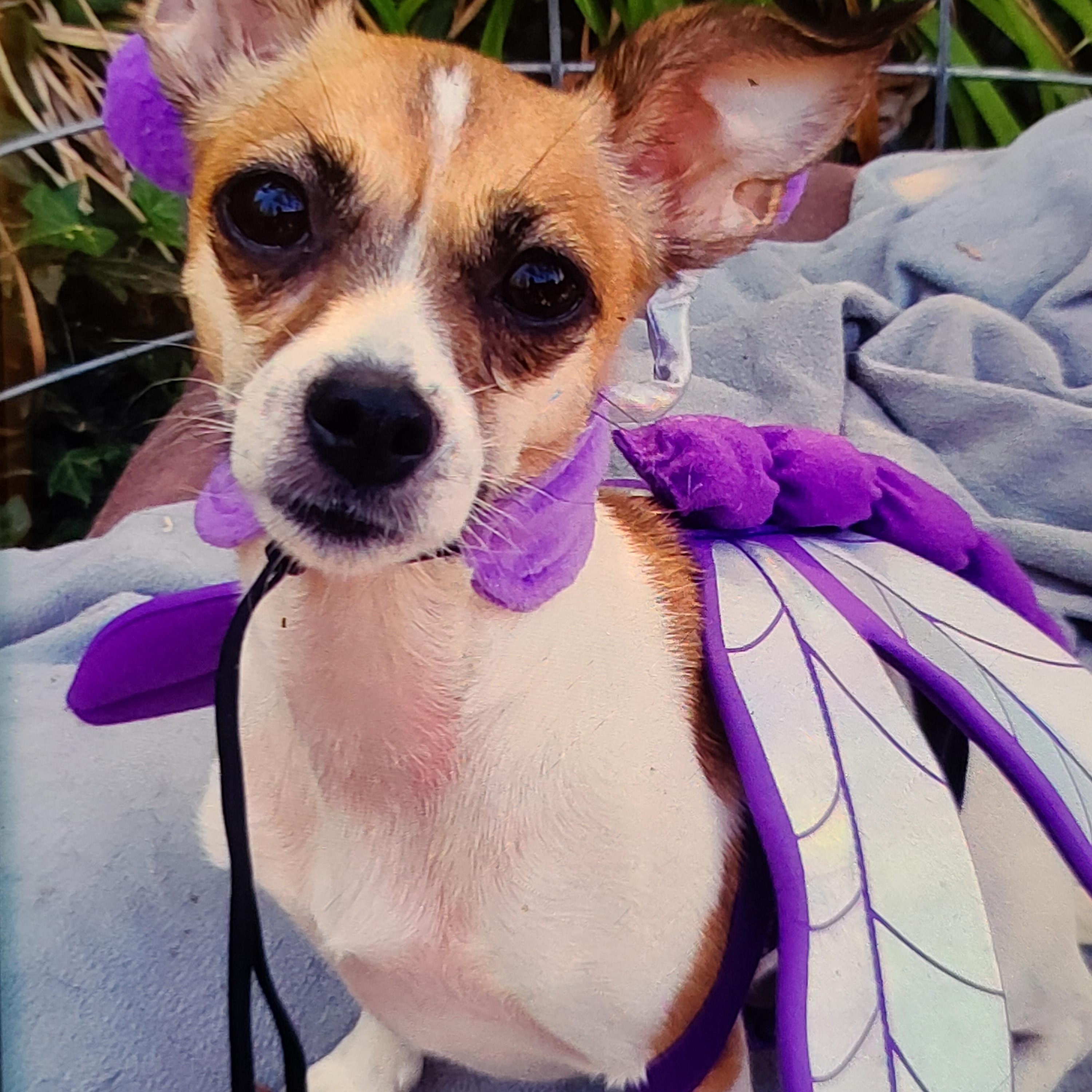 Sassy, Adoptable, Adult Female Chihuahua.