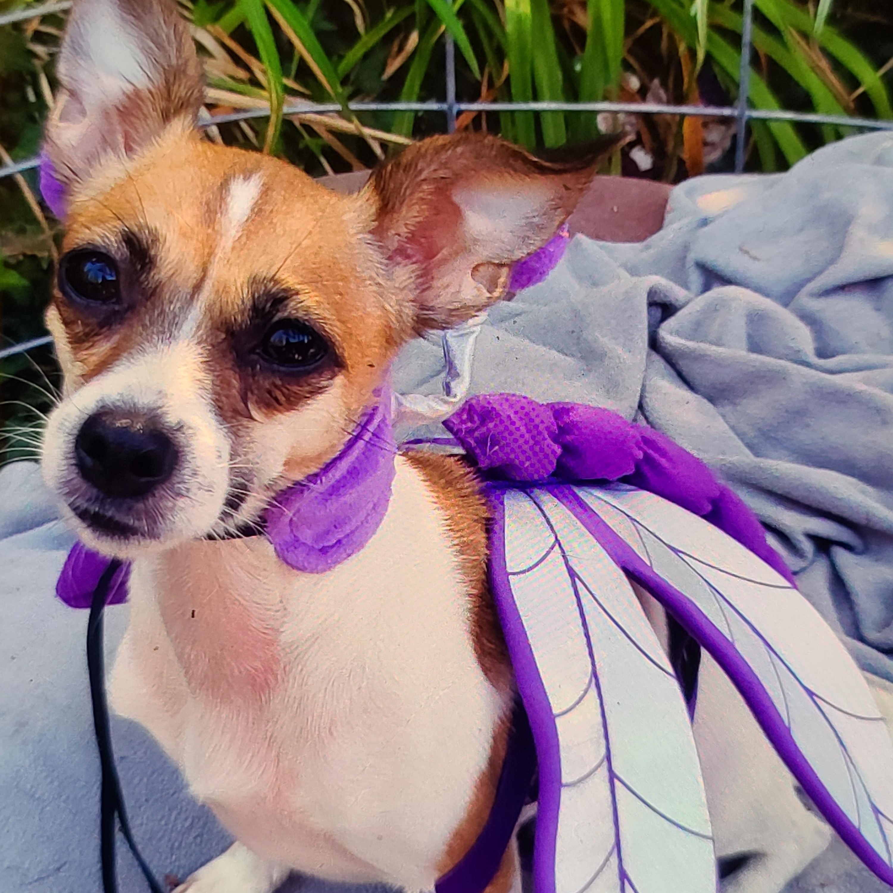 Enlarge Sassy, a Adoptable Chihuahua in Murphys, CA image 2/2