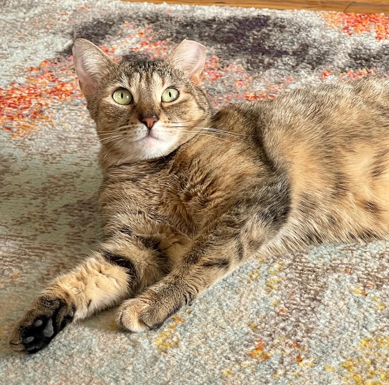 Enlarge ORLA, a ADOPTABLE Domestic Short Hair in New York, NY image 1/2