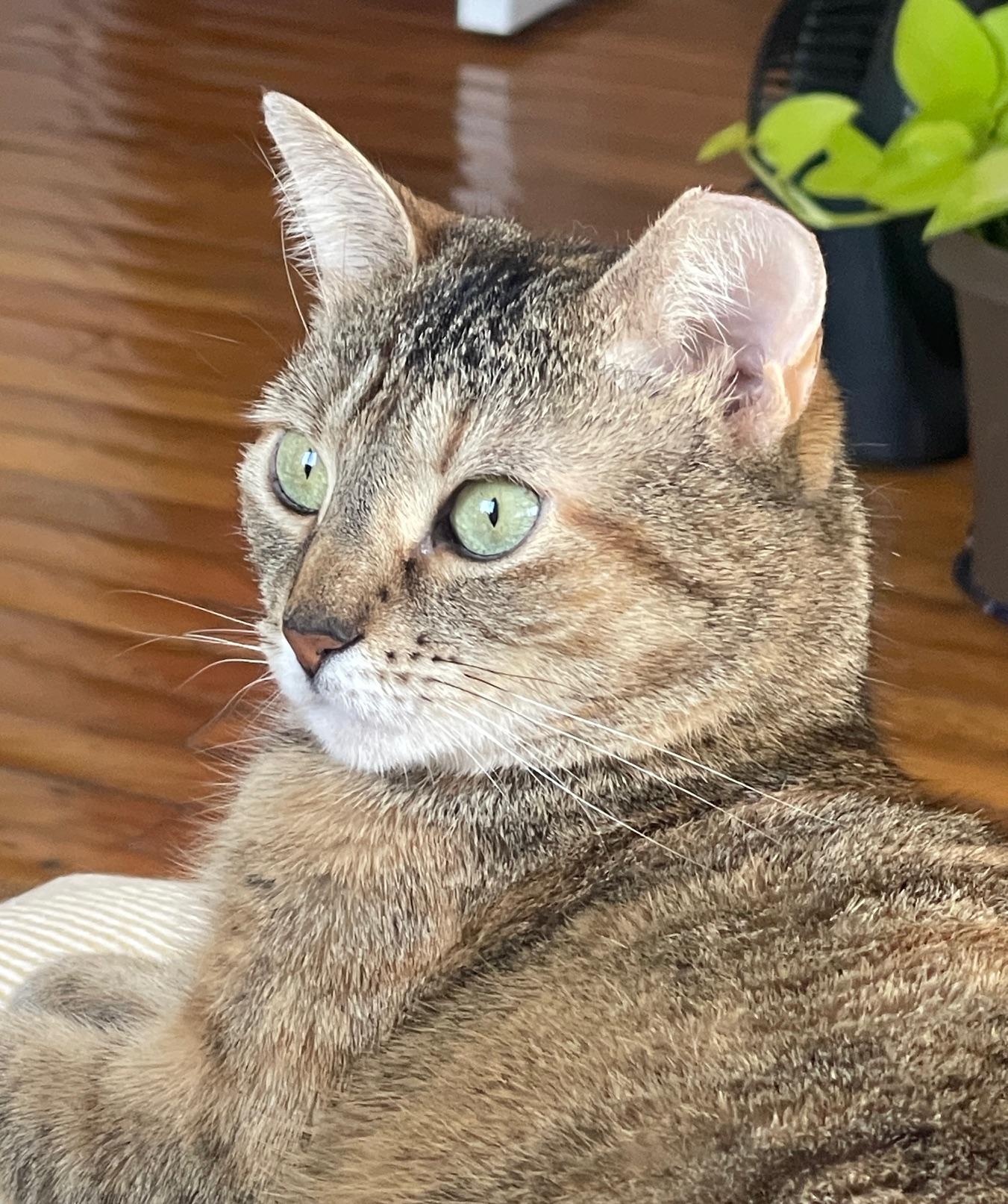 Enlarge ORLA, a ADOPTABLE Domestic Short Hair in New York, NY image 2/2