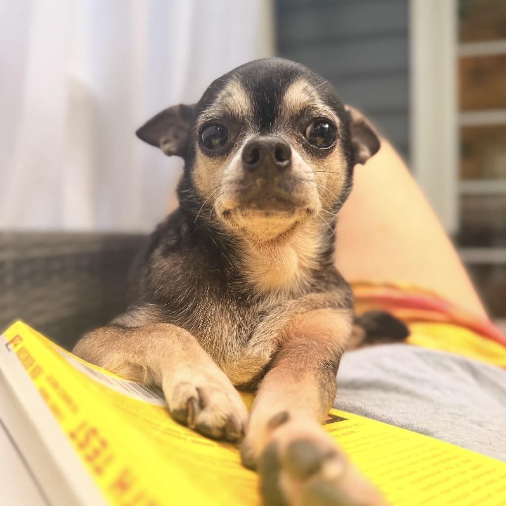 Bowie, Adoptable, Adult Male Chihuahua.