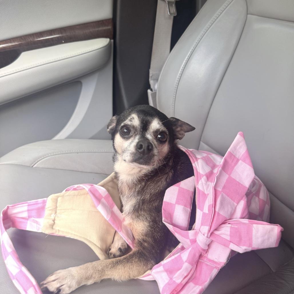 Enlarge Bowie, a Adoptable Chihuahua in Hillsborough, NC image 2/5