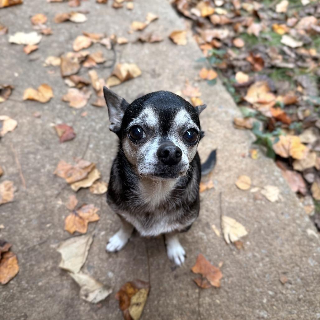 Enlarge Bowie, a Adoptable Chihuahua in Hillsborough, NC image 3/5