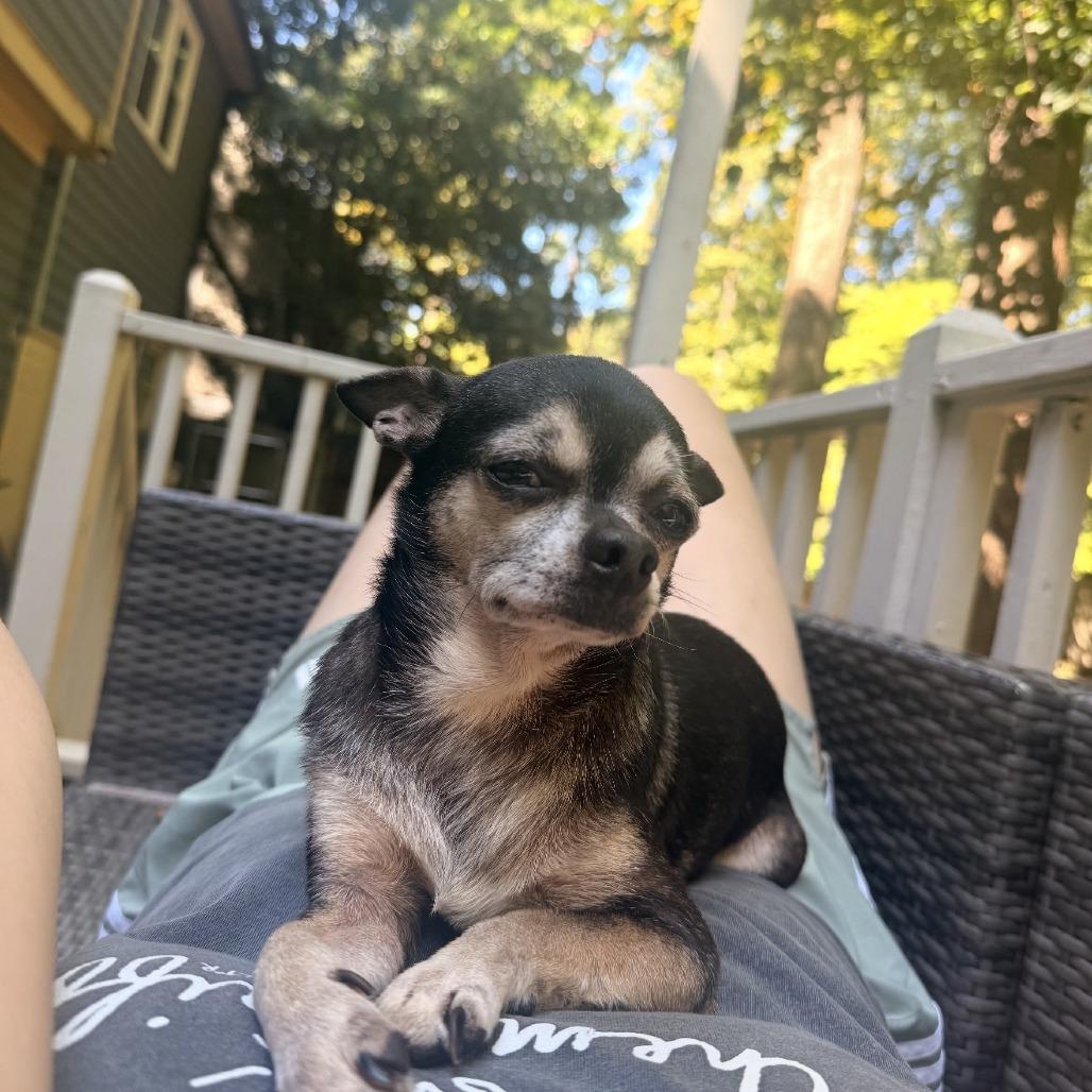 Enlarge Bowie, a Adoptable Chihuahua in Hillsborough, NC image 4/5