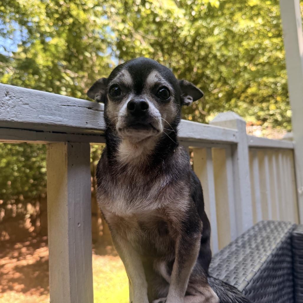 Enlarge Bowie, a Adoptable Chihuahua in Hillsborough, NC image 5/5
