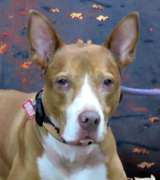 Enlarge Radar, a Adoptable mixed breed in Lexington, VA image 4/5